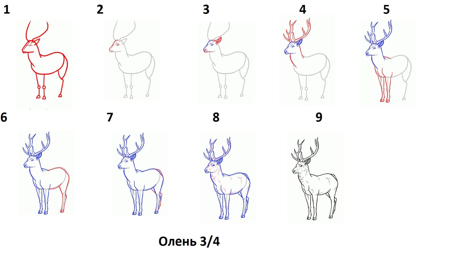 Как нарисовать оленя поэтапно | Статьи по Учимся рисовать